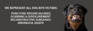 dog-bites-animal-claims-lawyer
