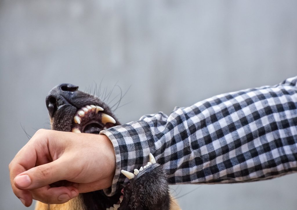 Who is Liable for a Dog Bite, The Owners or Keepers? - Personal Injury