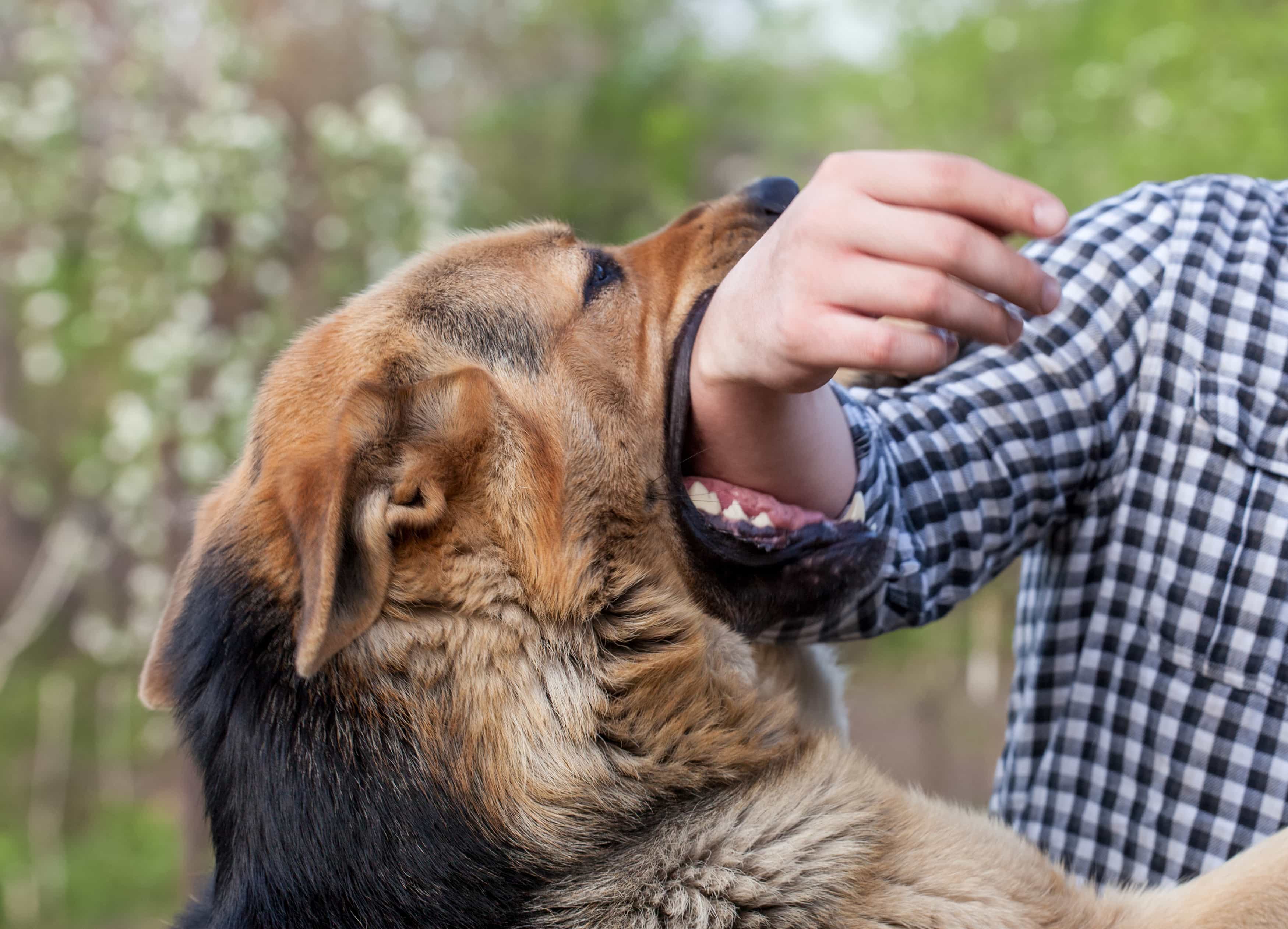 What Happens If a Dog Bite Gets Infected? | Gutierrez Law