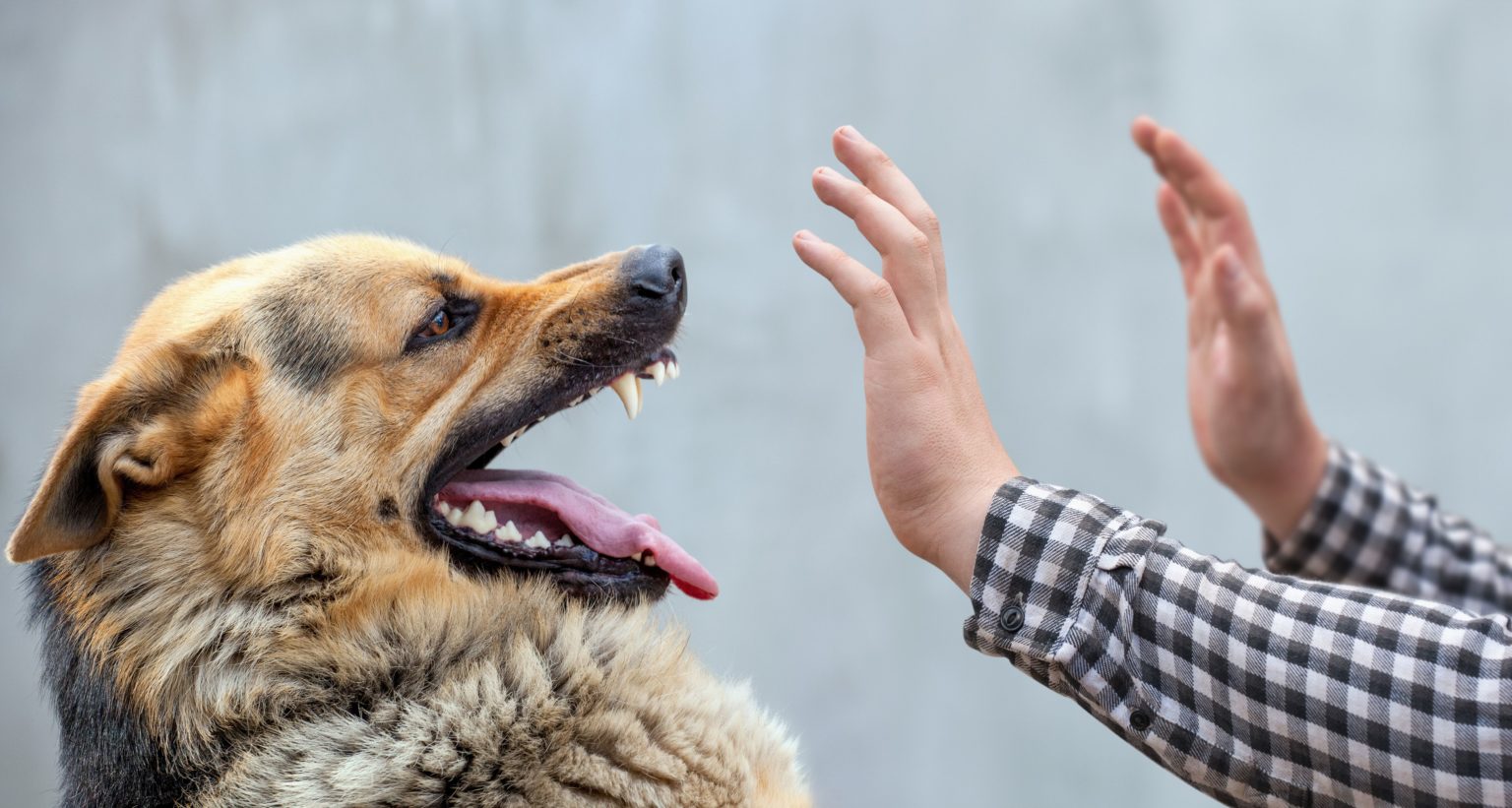 how-do-i-know-if-my-dog-bite-is-infected-personal-injury-lawyer-los