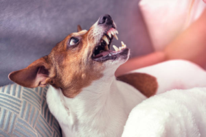 n You Sue Dog Bite Owners for Bite Injuries and Other Damages